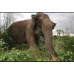ELEPHANT JUNGLE SANCTUARY HALF DAY PROGRAM (Include Transportation) 2.5 - 3 hrs.